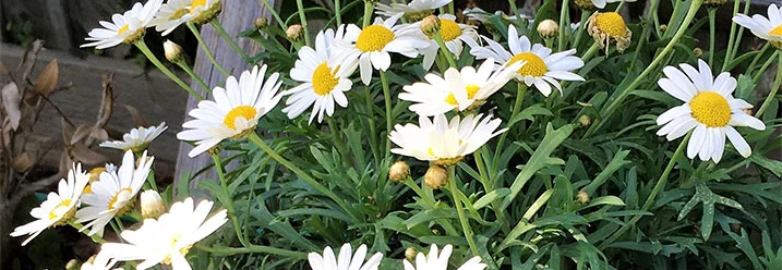 Weiße Margeriten mit gelben Blütenblättern